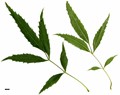 SpeciesSub: subsp. syriaca SpeciesSub: subsp. syriaca